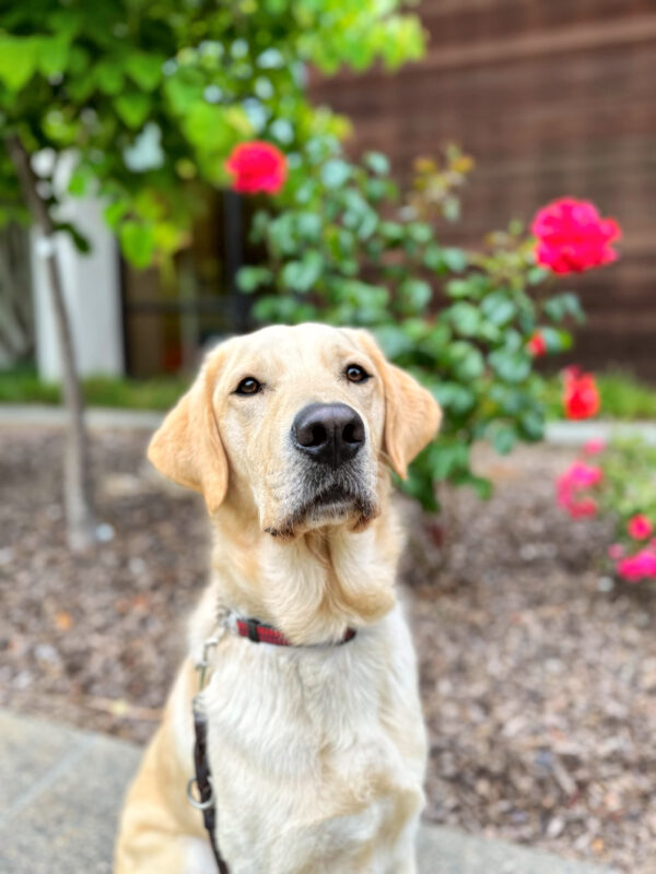 A close up photo of Folklore, with blurred red roses in the background.
