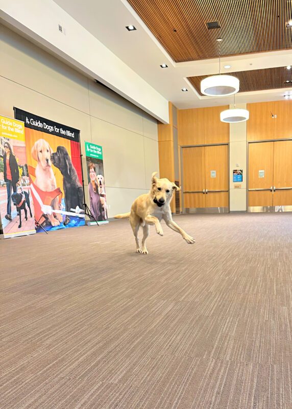 Folklore pictured mid playful stride, enjoying some free run time in the assembly room. Folklore's front paws are extended forward off the ground as he prances with a Kong in his mouth, ears flying.