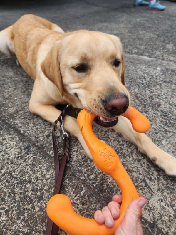 Gabe lies down on concrete after a route. He is actively tugging on an orange, rubber tug toy while his instructor's hand is seen tugging the other end.
