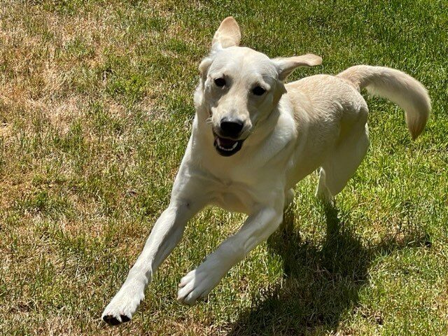 Galley runs towards the camera in the grassy play yard, her ears blowing back in the wind