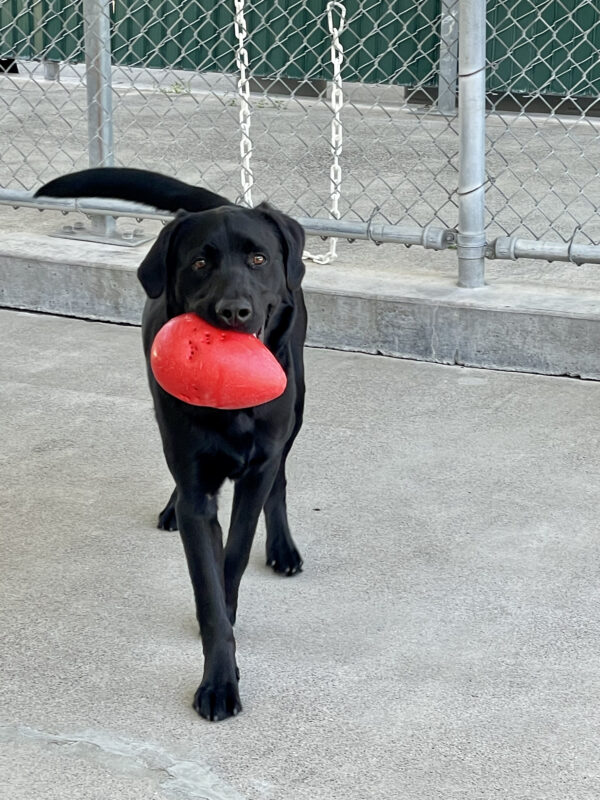 Garth holds a small, red jolly egg in his mouth during play time in community run. He's looking directly at the camera and his tail is mid wag.