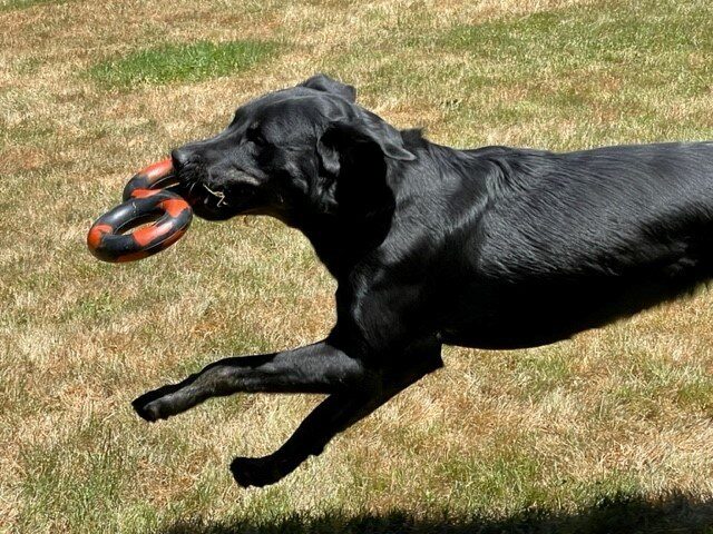 Side shot of Grand running through the grassy play yard with a black and red rubber tug toy in his mouth