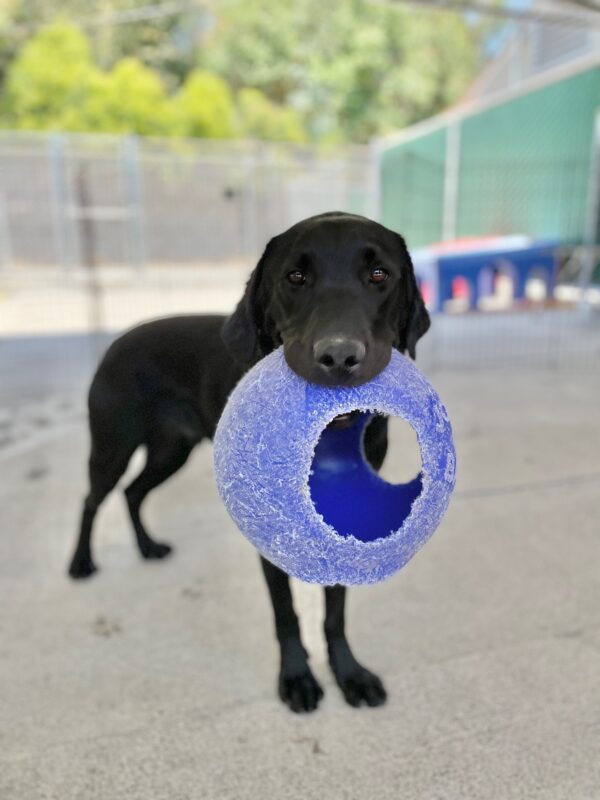 Grizzly is pictured standing holding a large, blue Jolly Ball toy in his mouth. The background of the kennels community run is blurred in the background.