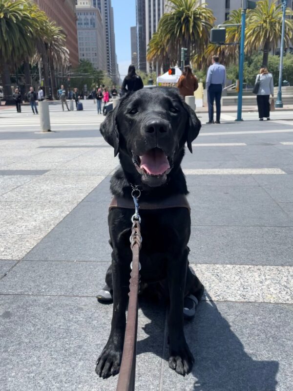 Grizzly is sitting in harness at a median crossing, smiling at the camera. The photo was taken in San Francisco and there are pedestrians, buildings and palm trees slightly blurred in the background.