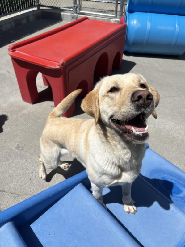 Playful Harbor standing on a blue stair ramp in the community run area, appearing to be smiling up at the camera with her tail mid-wag.