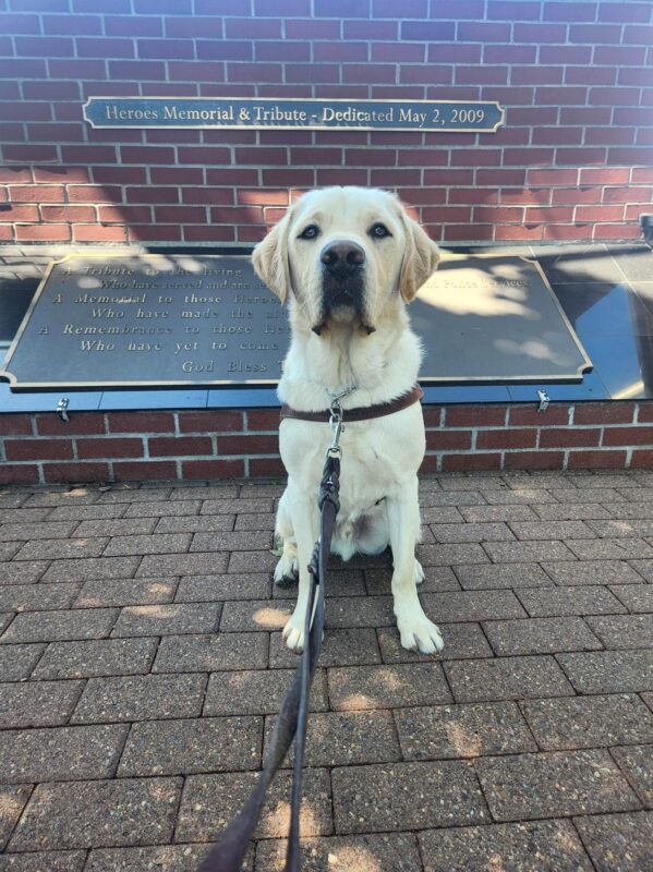 Hawking sits, in harness, in front of the Heroes Memorial in Gresham, OR. He is facing the camera with a calm look on his face.