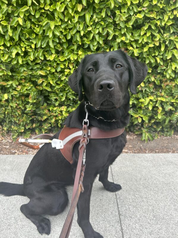 Heirloom looks serious but directly at the camera while sitting in front of a wall of green leaves in her harness.