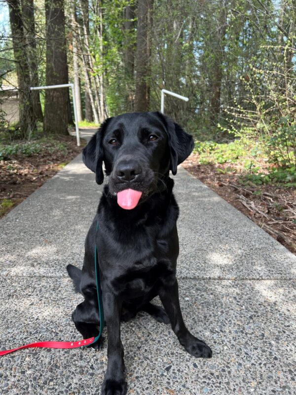 Houston sits on a paved pathway on the Oregon campus while out for a walk. He is facing the camera with his tongue sticking out.