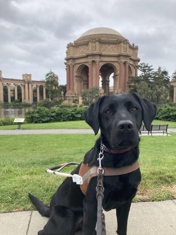 Harper sits in harness looking towards the camera in front of the Palace of Fine Arts in San Francisco.