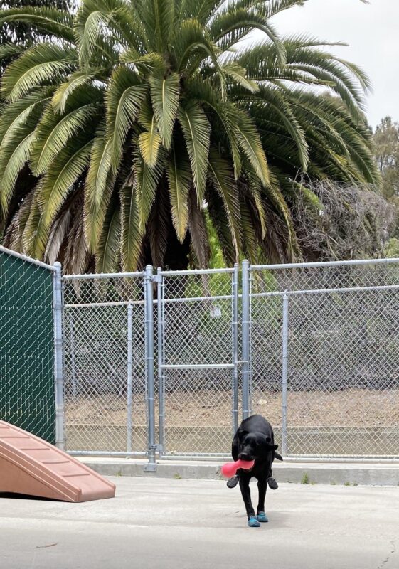 Windsong dressed in her booties is playing in CR with a pink ruff dawg toy, running towards the camera.
