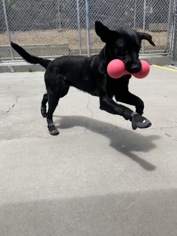 Harper is wearing her booties while playing with a pink ruff dawg toy in community run. Her front feet are off the ground, tail straight and ears flopping.