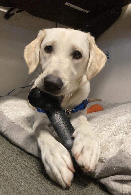 Versailles, a female Yellow Labrador Retriever, lays on a fluffy dog bed. She is looking at the camera while chewing on a black Kong bone.