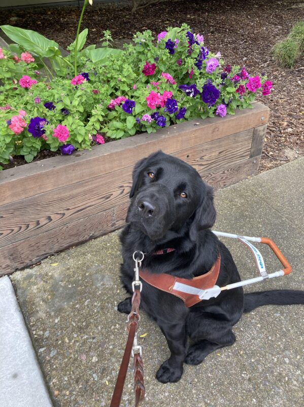 Taffy is sitting in harness looking at the camera. Colorful flowers are behind her.