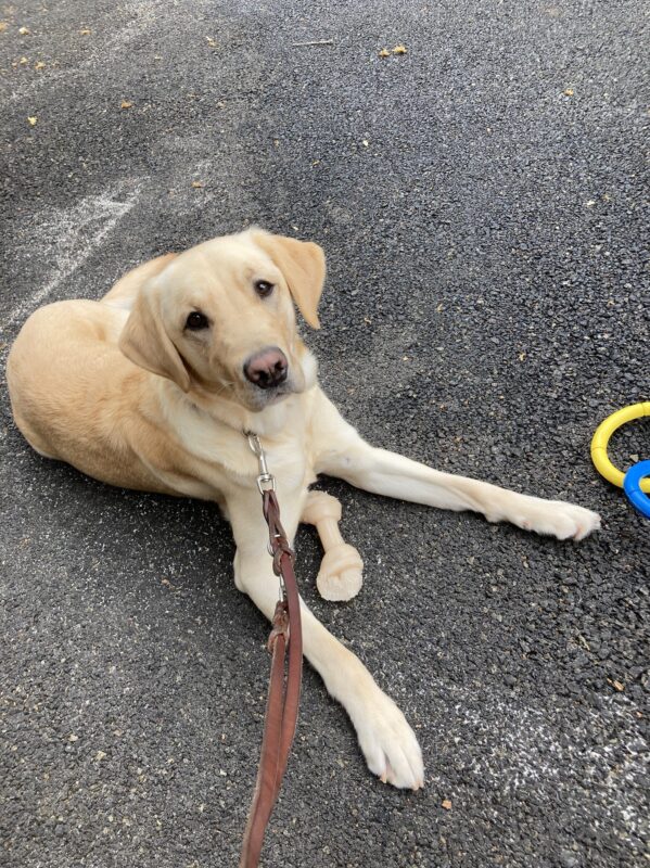 Tahiti is lying down looking at the camera. A nylabone is between her front legs and a tug toy is nearby.