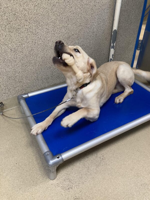 Hunter lays on a blue bed and plays with his bone.