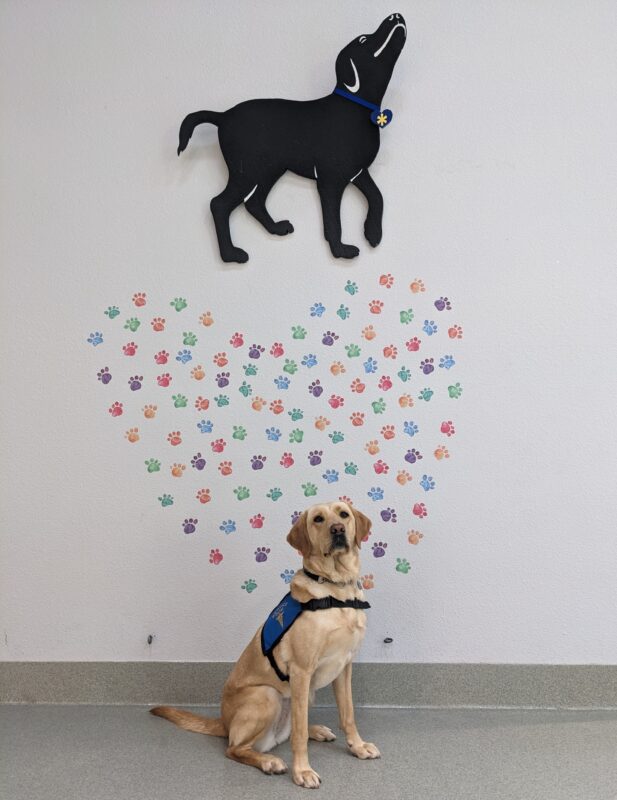 Yellow Lab Jackie is sitting in front of wall with heart shaped paw prints behind her and a painting of a black lab above her.