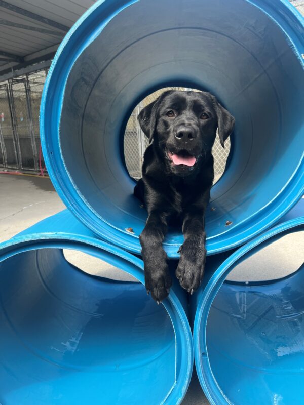 Jade is pictured lying down, smiling at the camera, inside a barrel which is part of a play structure in our community run area.
