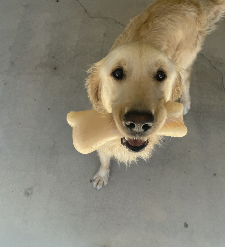 Jazzy, a cute petite golden is standing in one of Oregon's community run areas. She is looking up at the camera with her dark brown eyes while holding a bone in her mouth.
