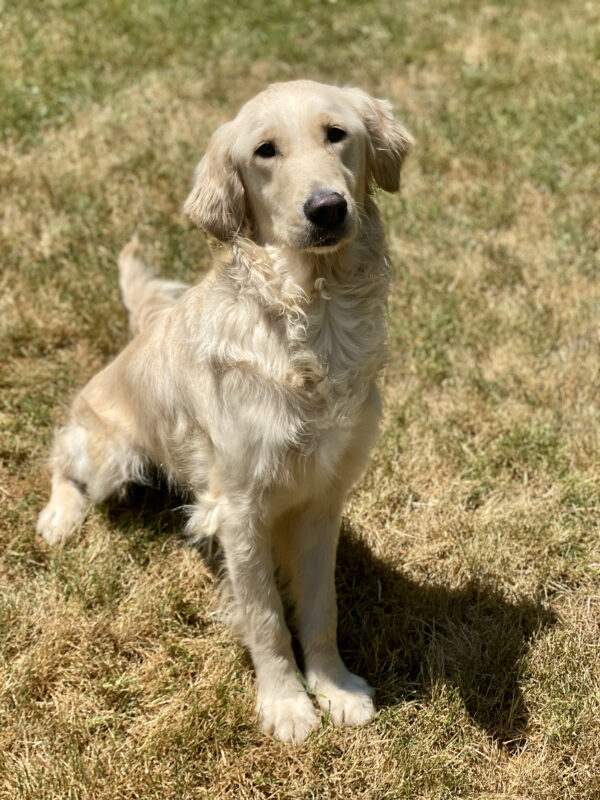 Jazzy, a cute petite golden is sitting nicely in some grass with her shadow just off to her side. Her ears are perked up and her tail is flopped out behind her.