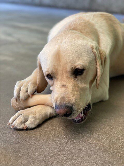 Yellow Labrador Retriever, Jeeves, is lying on the ground chewing a bone.