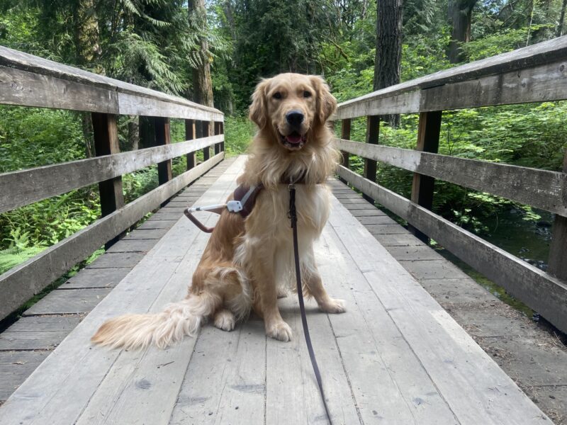 Jigsaw sits on a wooden bridge in his harness, with evergreen trees in the background.