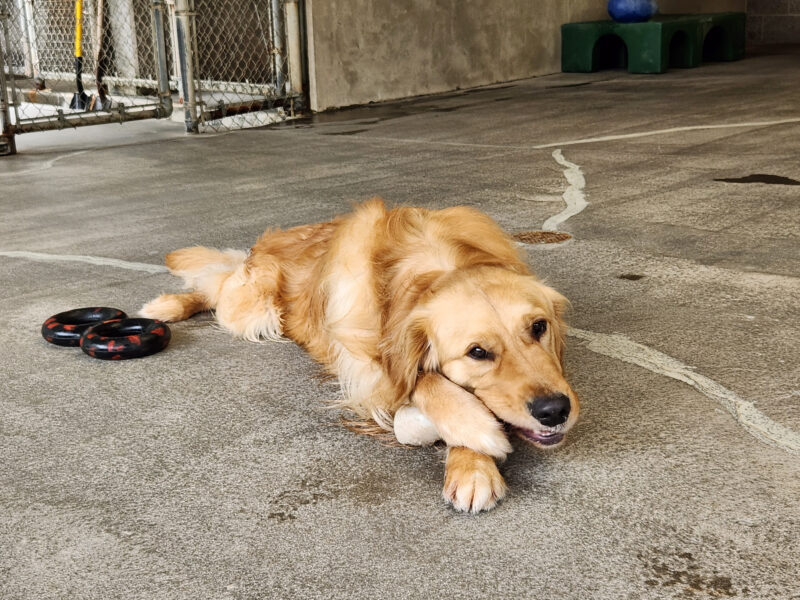Jigsaw is laying down while chewing on a bone in community run. He has one paw over the bone as he chews.