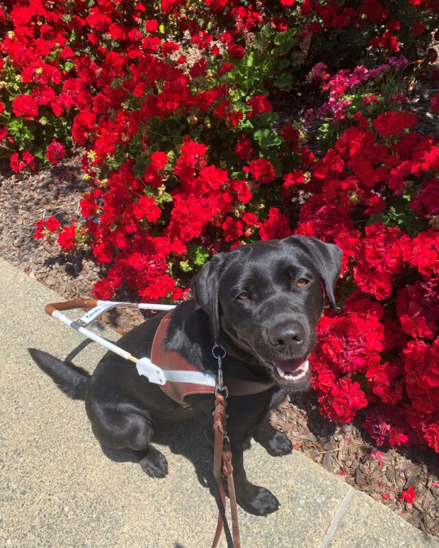 Josie a black Labrador Retriever sits in her harness in front of a bush with red flowers looking happily at the camera.