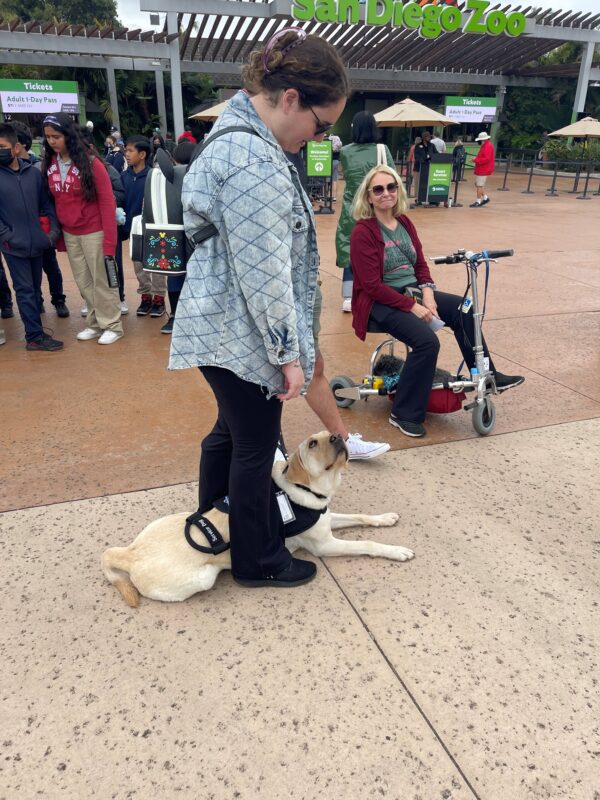 Yellow Lab Francis on a public outing. Laying between his handlers feet as she is standing. He is wearing a black harness with a mobility handle attached.