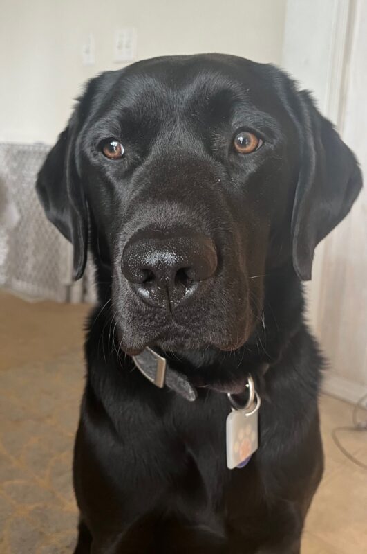 Black Lab McGee sitting up. He is wearing a black collar with a tag.