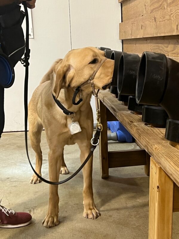 Yellow Lab Meeerkat wearing a black collar with a tag on it, he also has on a tan gentle leader. He is working with a series of scent tubes and has his nose in one as though he found the scent.