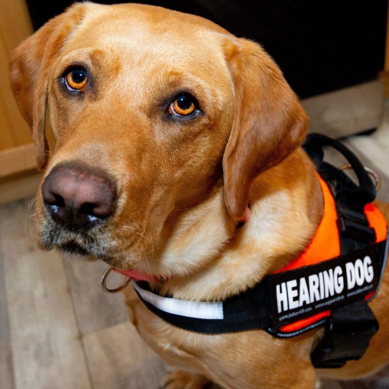 Yellow Lab Northstar wearing an orange vest with a patch on it that says "hearing dog"