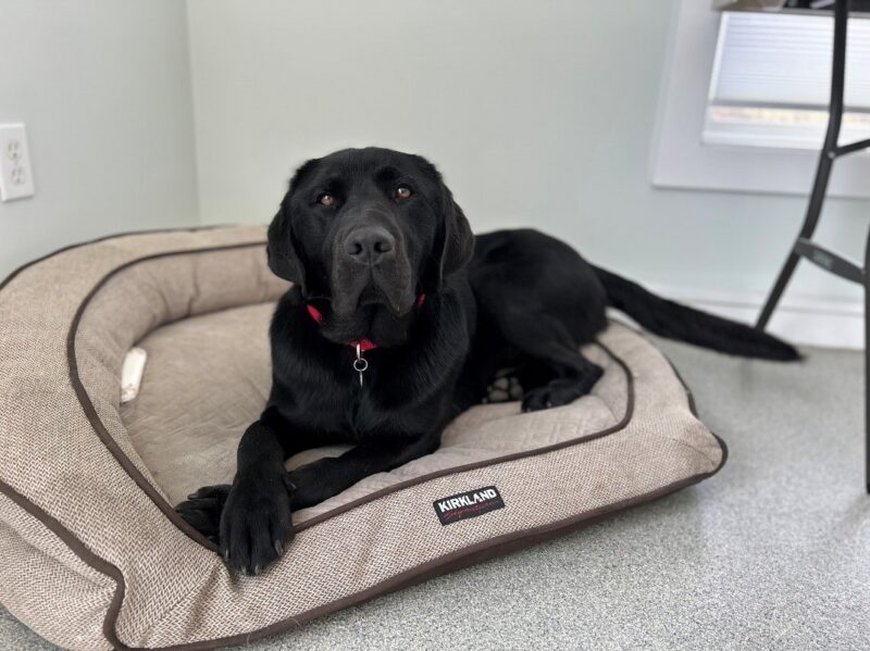 Black Lab Tarmac laying on a brown dog bed with his paws crossed. He is wearing a red collar with a tag hanging from it.