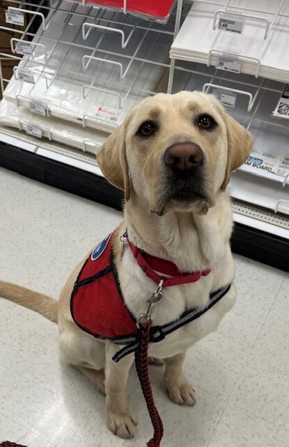 Yellow Lab Sloan sitting in what looks to be a craft store. She's wearing her red service vest and collar.