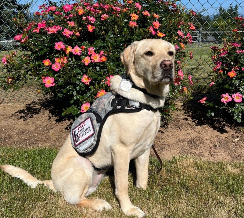 Yellow Lab Venus wearing her service dog vest. She is sitting in some grass with a shrub with pink and yellow flowers behind her.