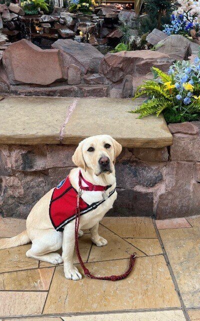 Yellow Lab Sloan sitting in front of a fountain in an indoor mall. She's wearing her red service vest and collar.