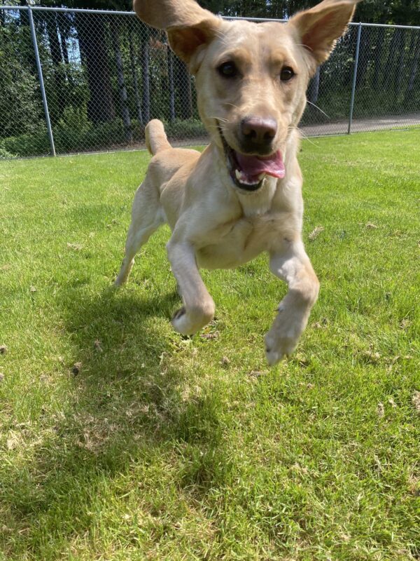 Keiko, a petite yellow lab, is mid jump while running around in the grassy area on the Oregon campus. Both her ears are flopped up and her mouth is open with her tongue flopped out. She has a gleeful look on her face.