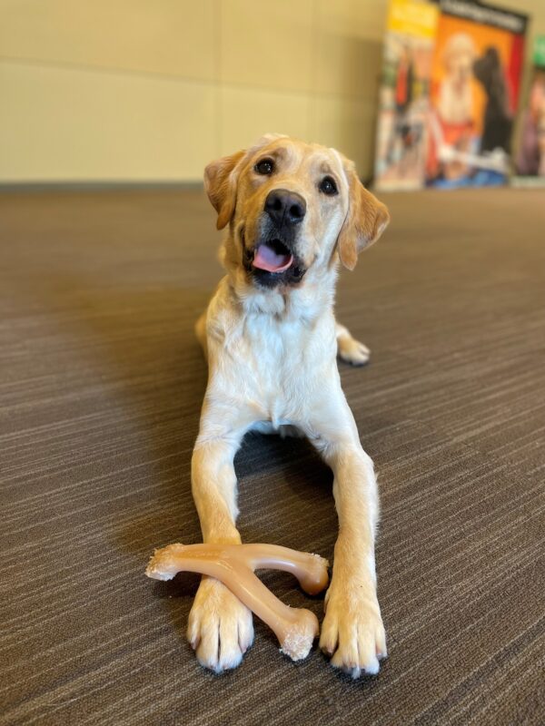 Lila is pictured laying down with a wishbone shaped Benebone in between her front paws. She is smiling with her tongue out and head slightly tilted.