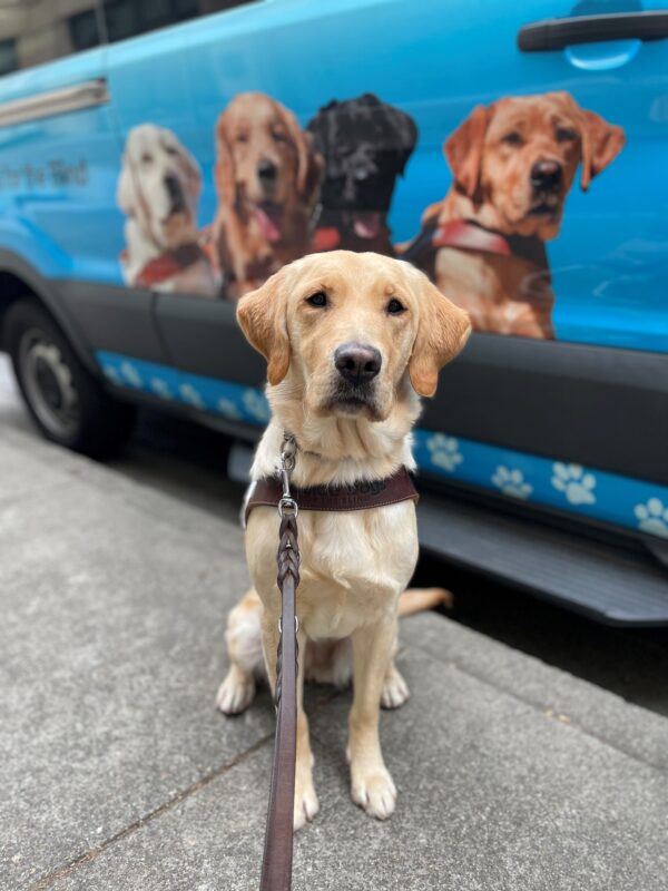 Lila is sitting in harness on the sidewalk. She looks directly at the camera, and behind her is a blue GDB training van with photos of other GDB breed dogs in harness.