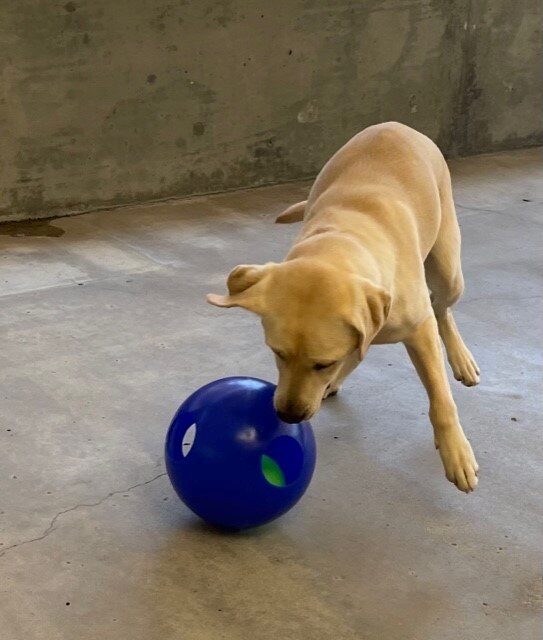 Lindsay plays with a blue jolly ball in community run