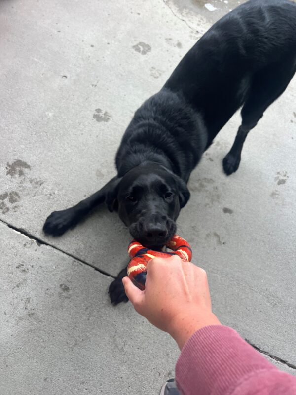 Lucca is bent down as he plays tug with his handler. He is playing with a red figure-8 goughnut tug toy.