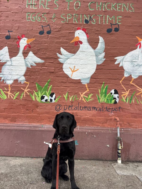 Lucca is sitting in harness staring into the camera. In the background there is a brick wall with a painting of dancing and singing chickens with the quote