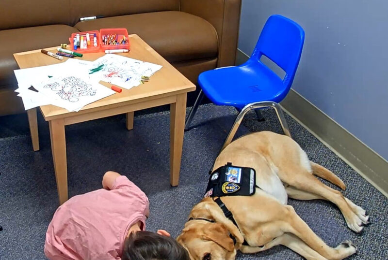 Yellow Lab Lyle lies down while wearing a vest with a badge and comforting a young boy with coloring books and markers on the table in the background.