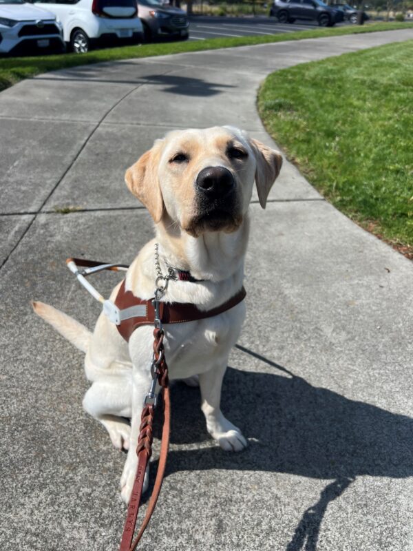 Mahi, a female yellow lab, is sitting up close and centered. She is wearing her GDB harness and staring directly into the camera. There is a winding pathway behind her.