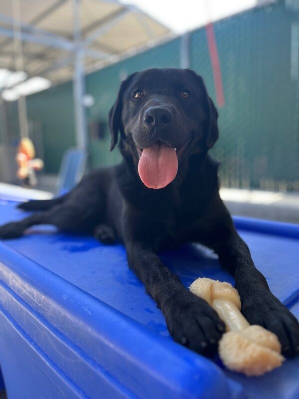 Marble lays on a blue play structure with a Nylabone between her front paws. She faces the camera with a wide smile on her face.