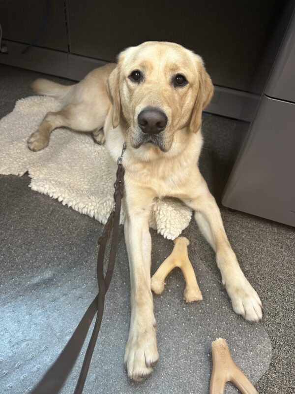 Nimoy, a male yellow golden/lab cross, is laying down on a rectangle shaped fleece. He has two nylabone wishbones within paws reach and is looking up towards the camera