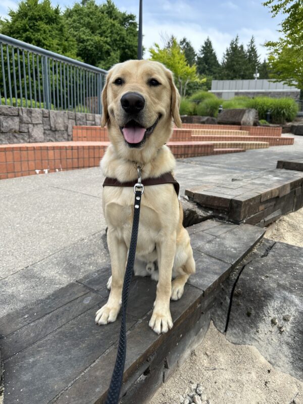 Yellow golden/lab cross, Nimoy, sits on a tile step, he is looking towards the camera smiling.