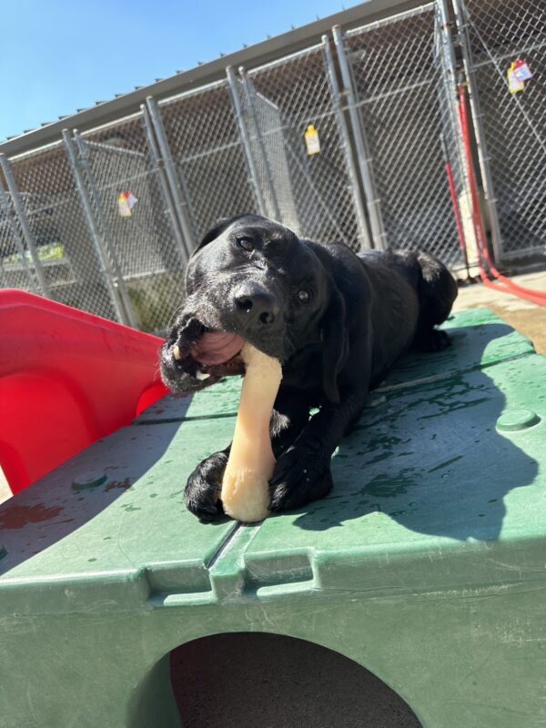 Ocean, a female black lab, is chewing on a large nylabone on top of a green plastic play structure. She is off leash in our fenced in community run area.