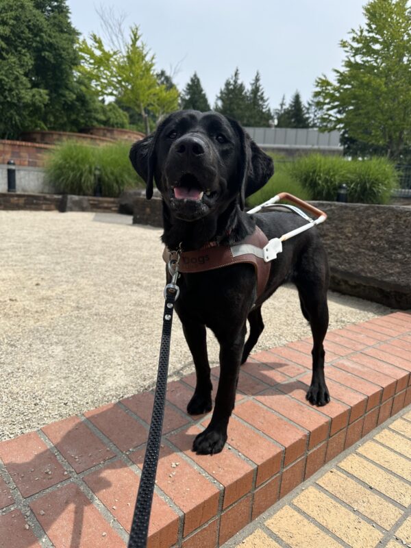 A petite female black lab, Ocean, is wearing her guide dog harness and is looking at the camera. She is standing proudly on top of a brick staircase