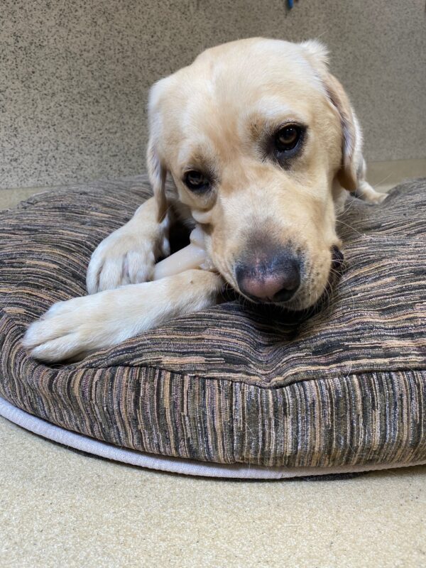 Penrose a yellow Labrador Retriever laying on a dog bed playing with a Nyla bone.