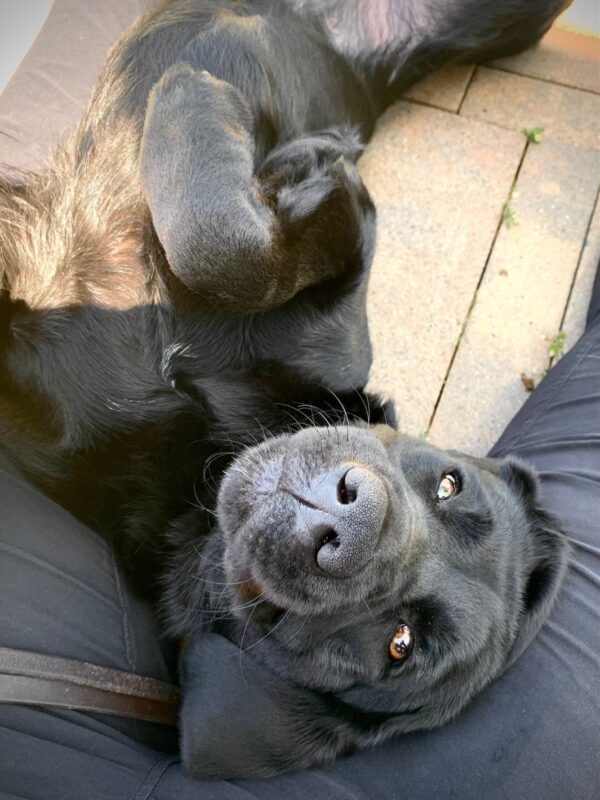 Peregrine lays on her back while resting her head on her handlers lap post route.